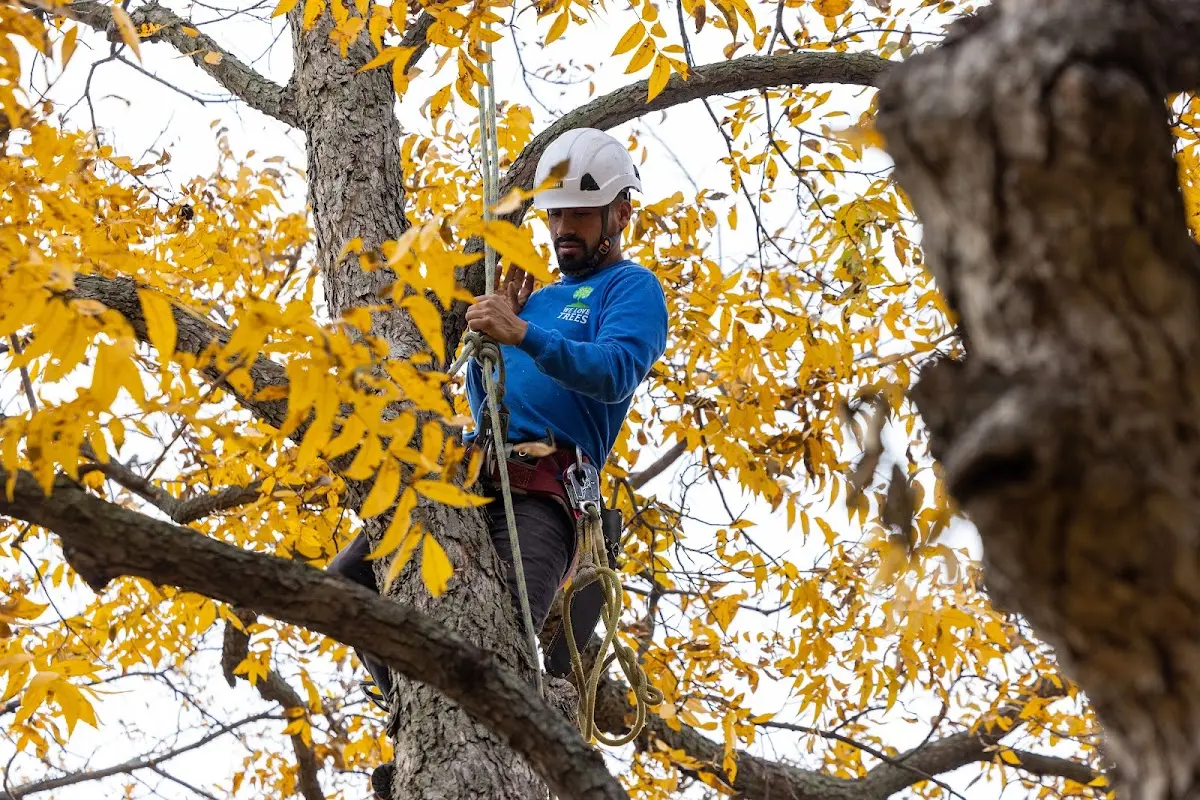 Skilled Tree Planting crew working in Elmira